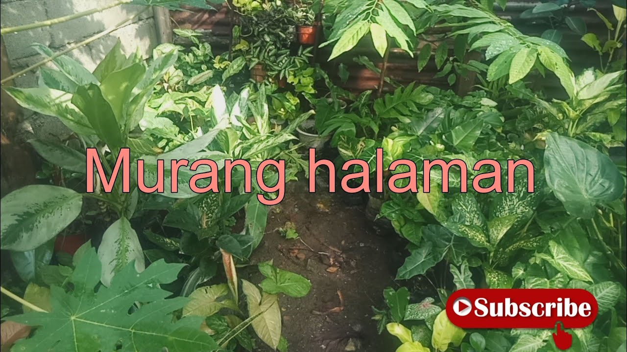 Murang halaman | how to plant Ornamental Plants?