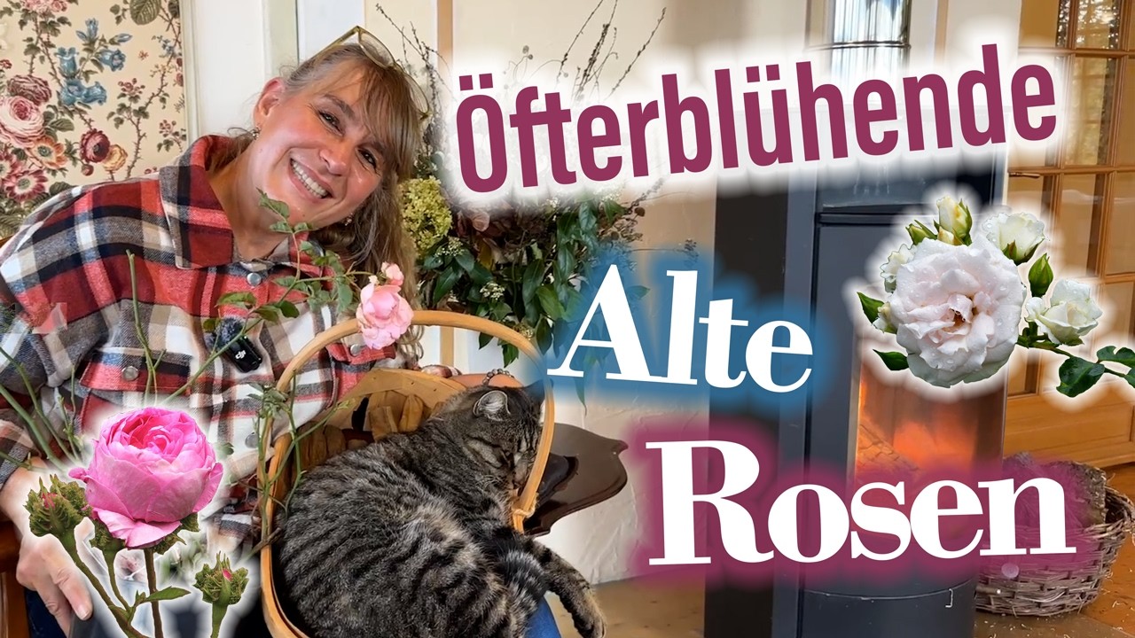 💚 Wurzelnackte &Ouml;FTERbl&uuml;hende HISTORISCHE Rosen - SPECIAL duftend, elegant und PFLEGELEICHT 🌹