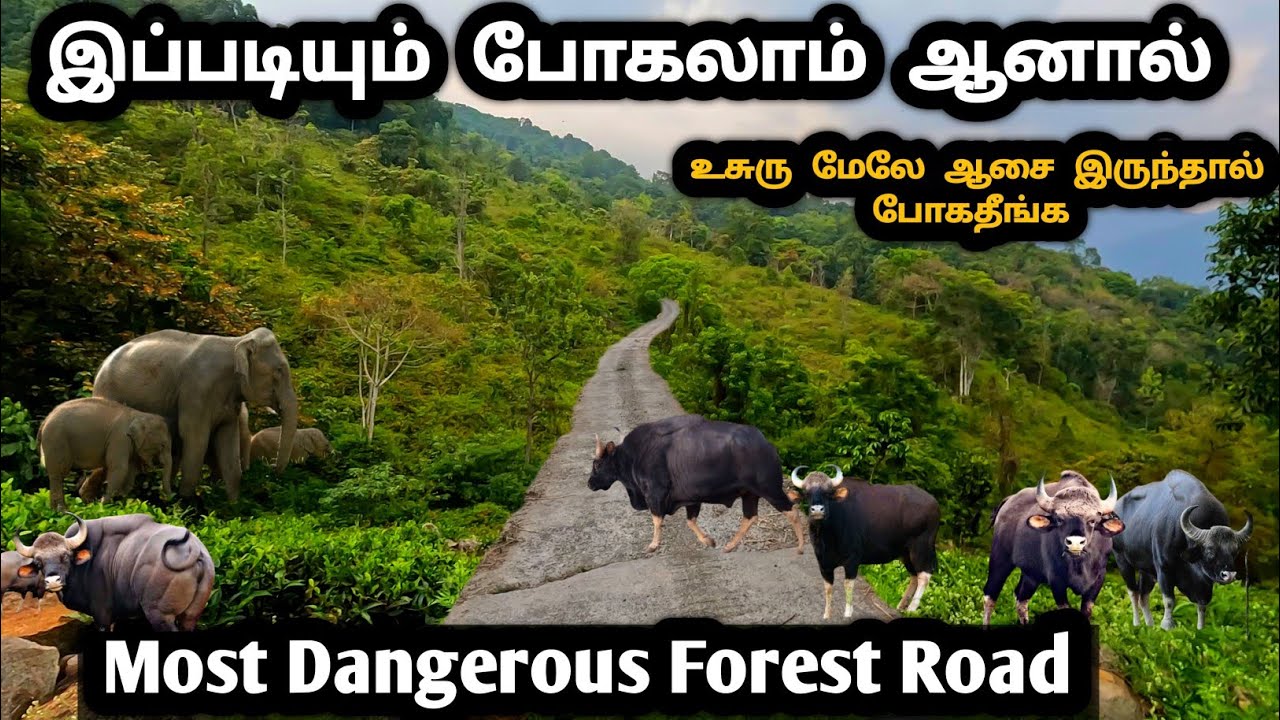 உயிர் மேல் ஆசை இருந்தால் இந்த வழியில் போகவேண்டாம் / Westernghats Nilgiris Most dangerous forest road