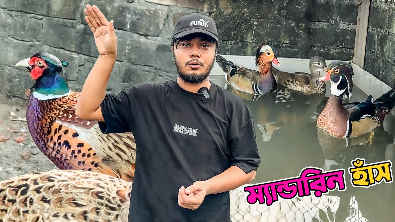 বিদেশি হাঁস গুলোর সৌন্দর্য ফিরে এসেছে