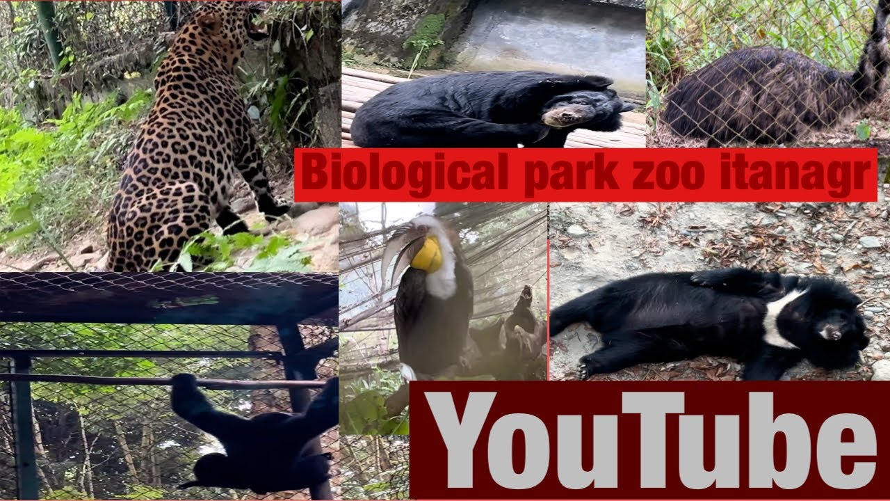 Finally going to biological park(zoo) also known as itanagar zoo.🤷‍♂️