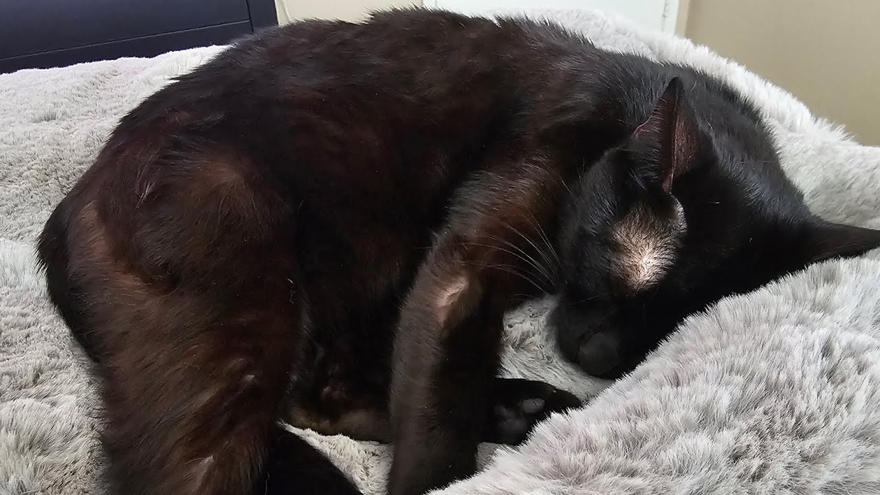 Cozy Earth Cuddle Blanket (Oversized) Review