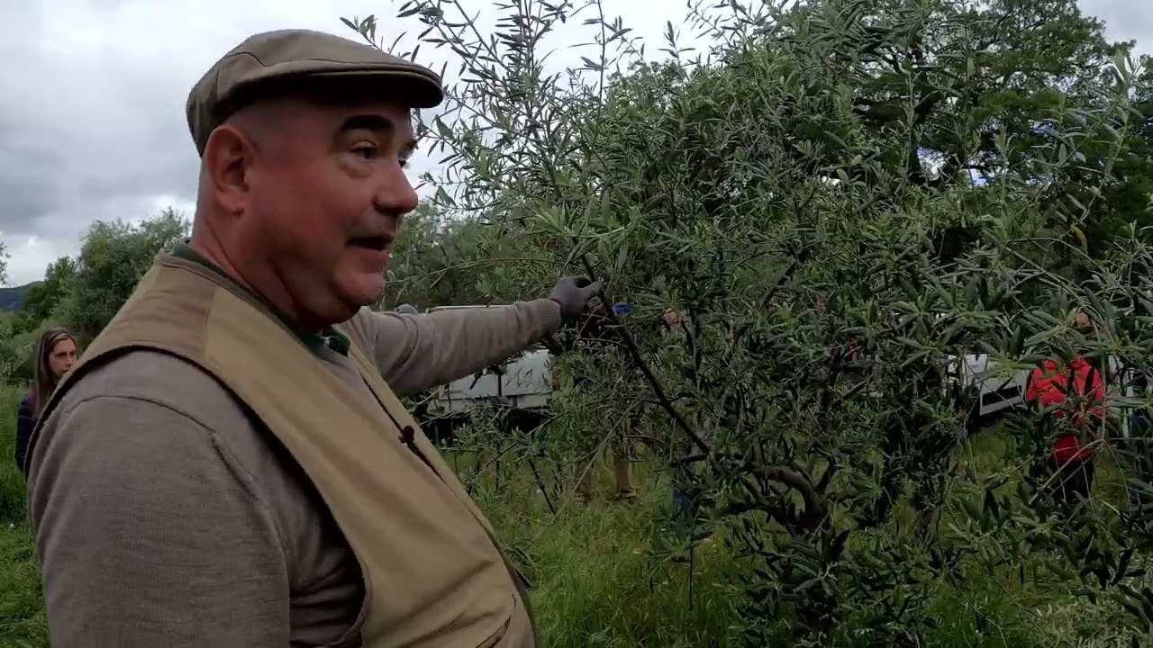 Potatura a Vaso Policonico  [SECONDA PARTE]