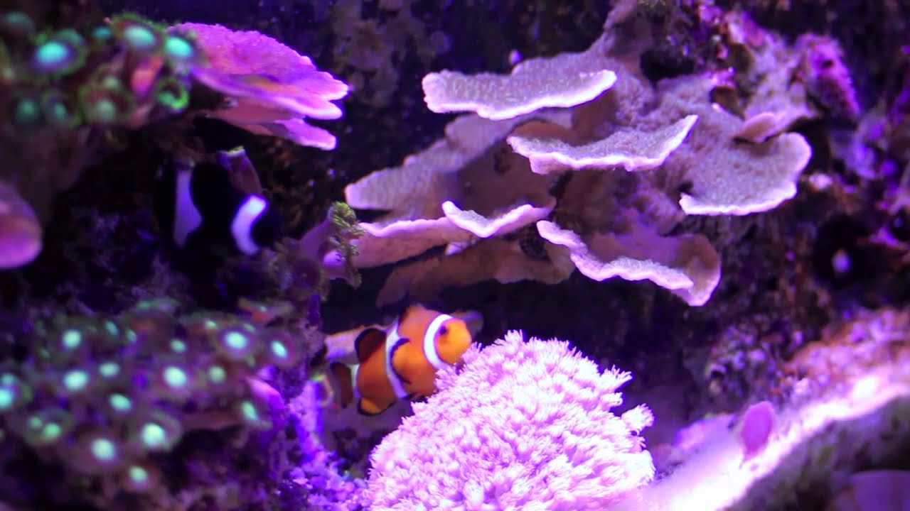 Mr Aqua Update
