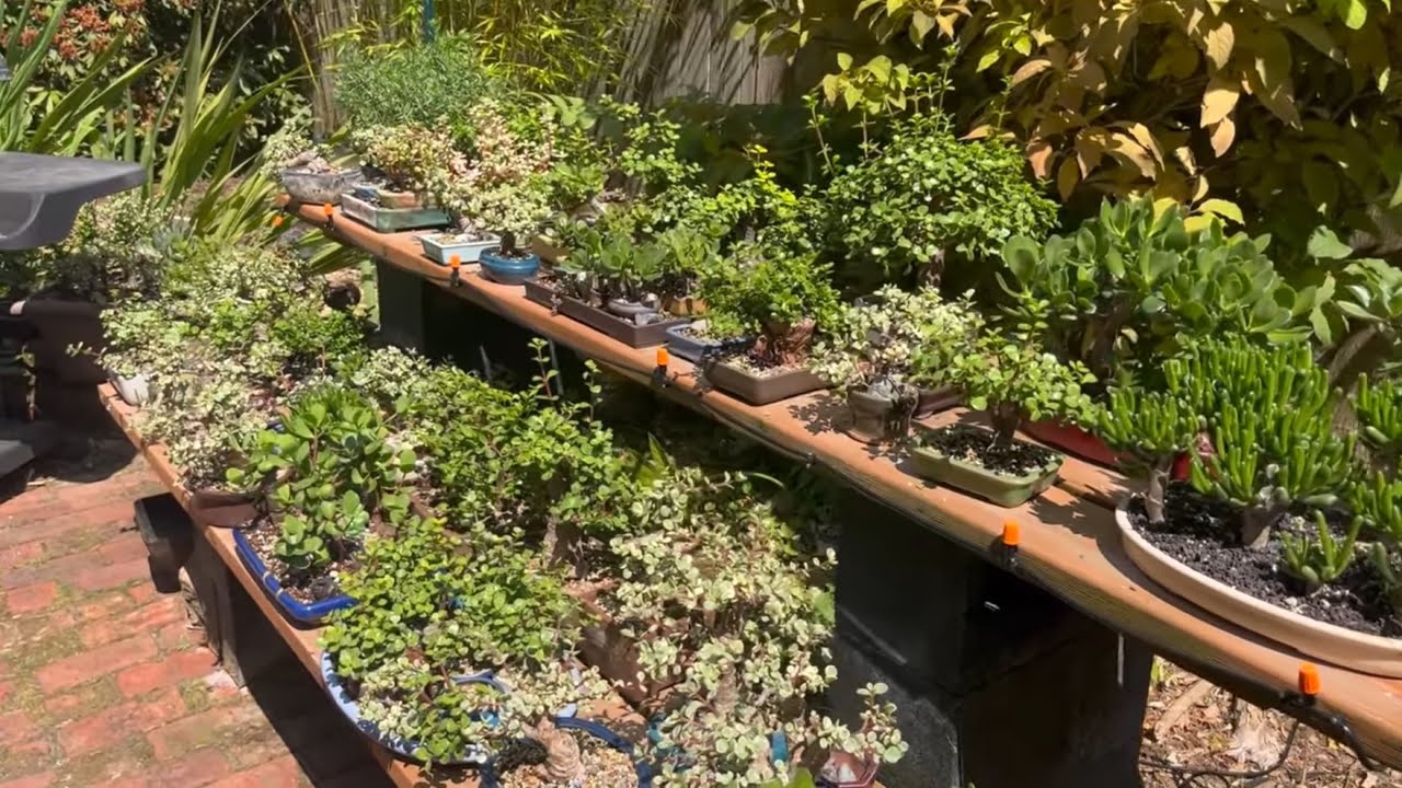 Mid-Summer Bonsai Bench Tour, A 