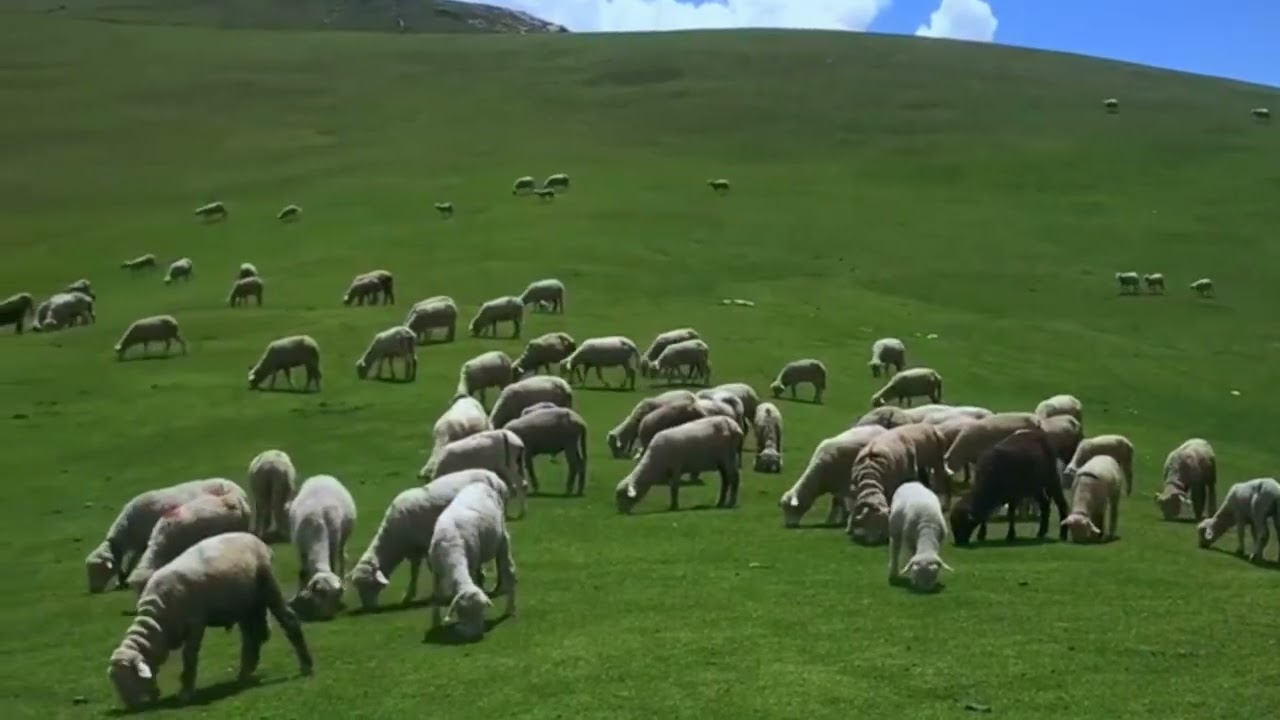 Nomadic lifestyle in kashmir