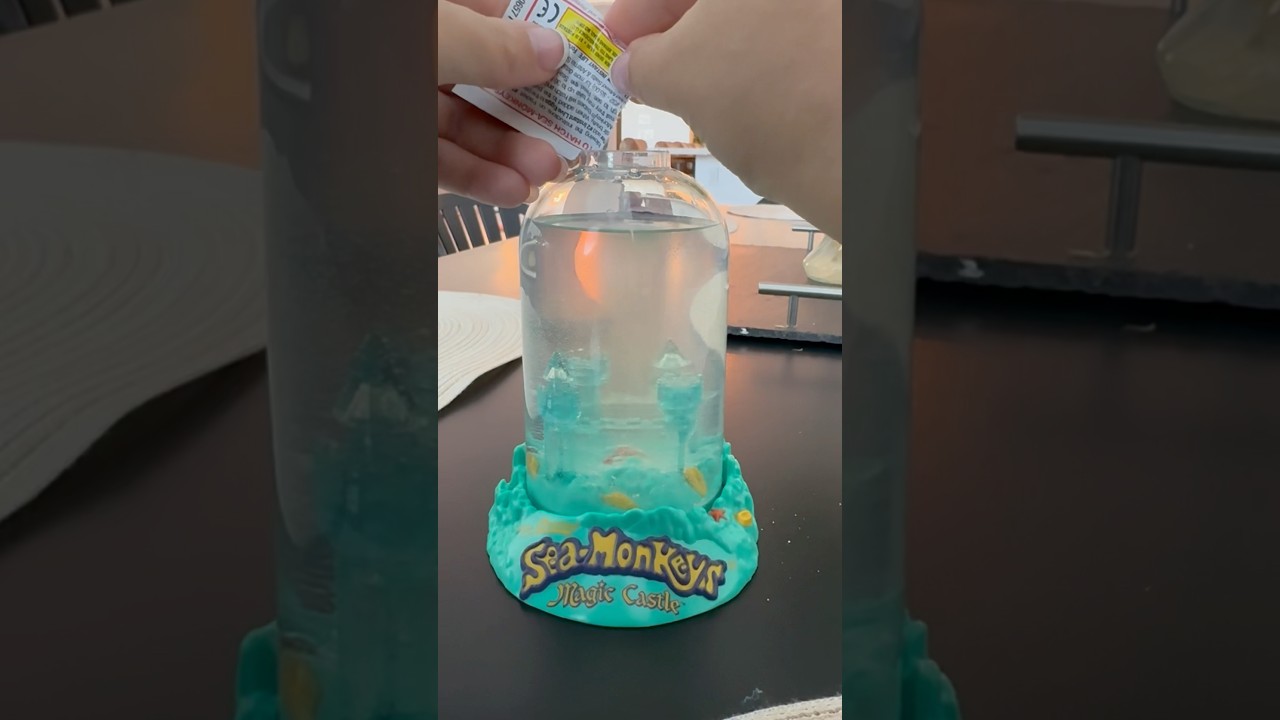 Update on the cursed sea monkeys that won&rsquo;t grow 🥲