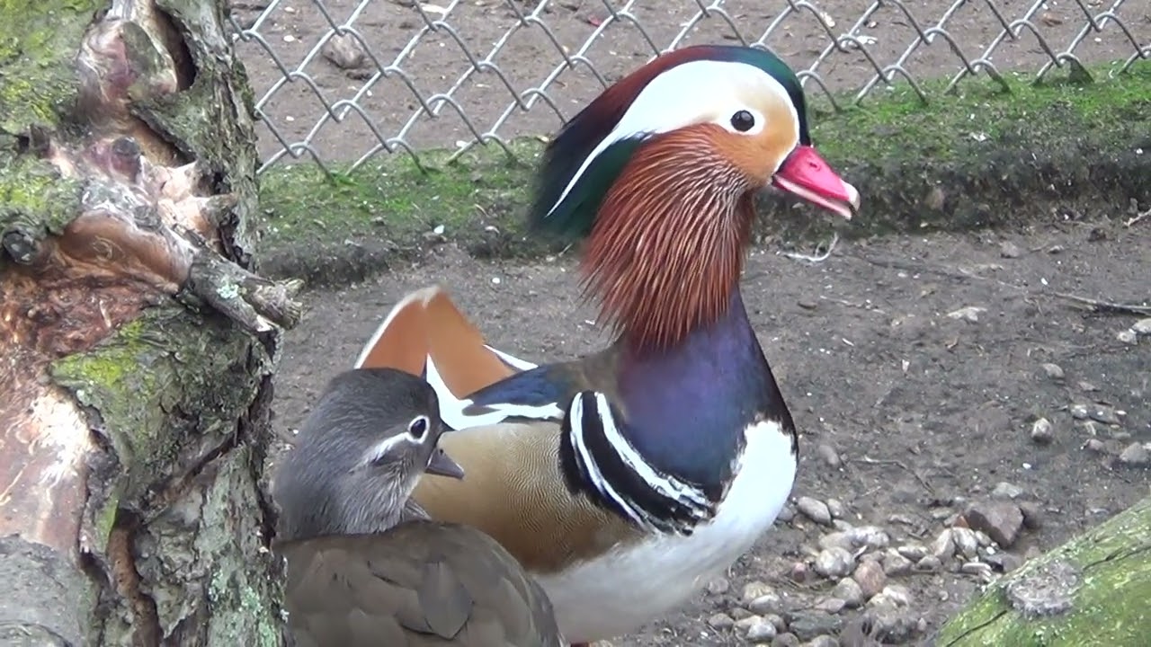 kaczki mandarynki, Aix galericulata,Mandarinenten, Mandarin duck