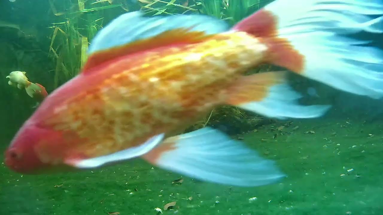 Pond and Turtle cam