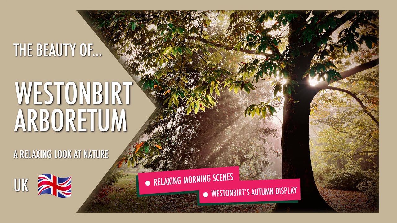 WESTONBIRT ARBORETUM | A relaxing look at Westonbirt’s autumnal display 🍂 🇬🇧