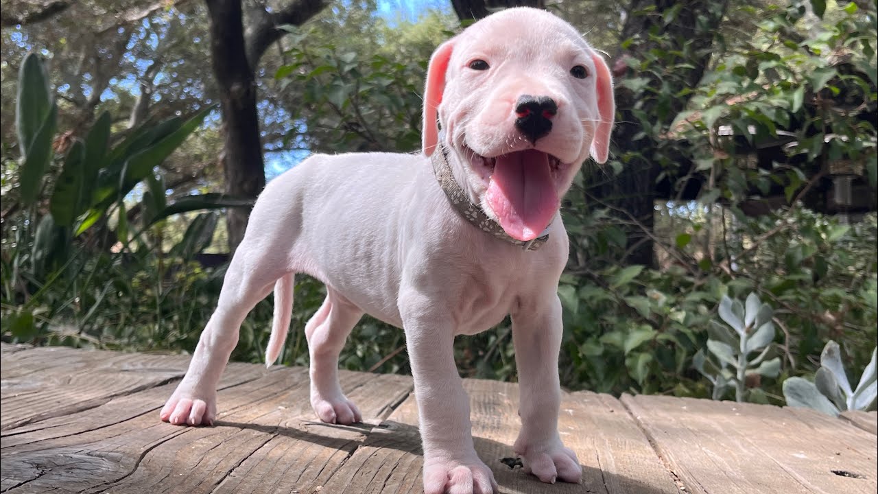 Pure Dogo Argentino - Silver Collar Female Puppy from Zeus x Vegas’ July 2024 Litter