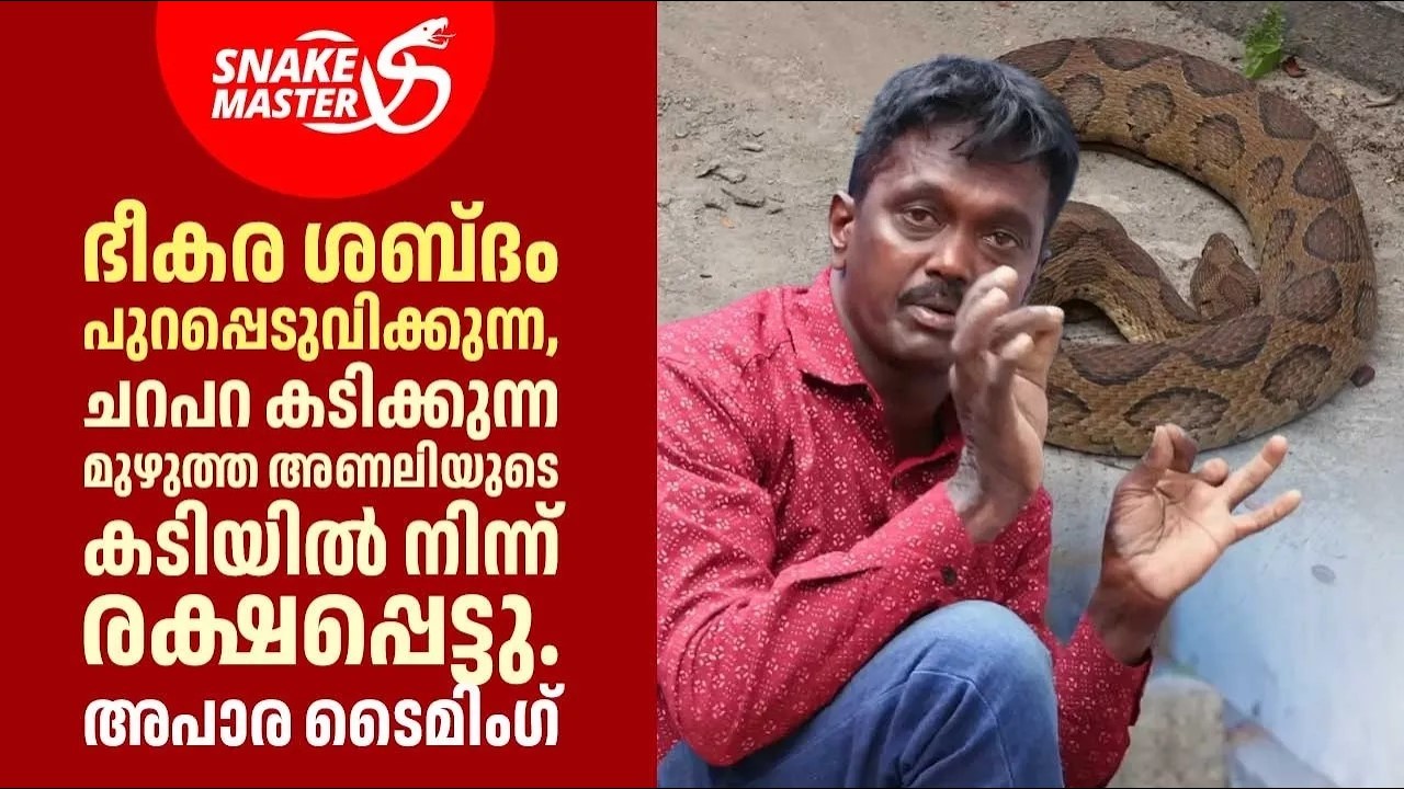 EP 43 | 30 പന്നികളും,100 കുരങ്ങന്മാരും വരുന്ന സ്ഥലത്ത് സൂപ്പർ അണലി | Snakemaster |  Vava Suresh