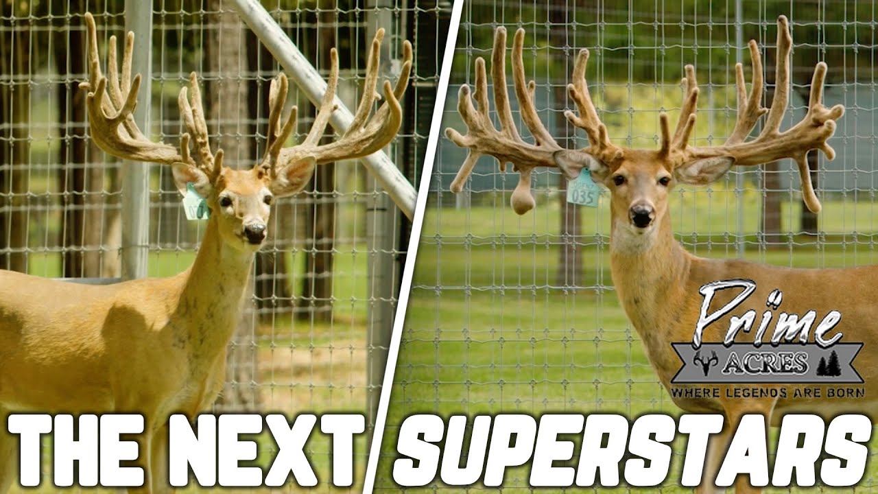 The Next Big Names in the Deer Industry! | Prime Acres 2023