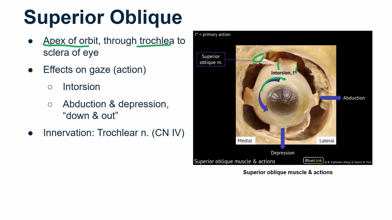 Extra-ocular Muscles