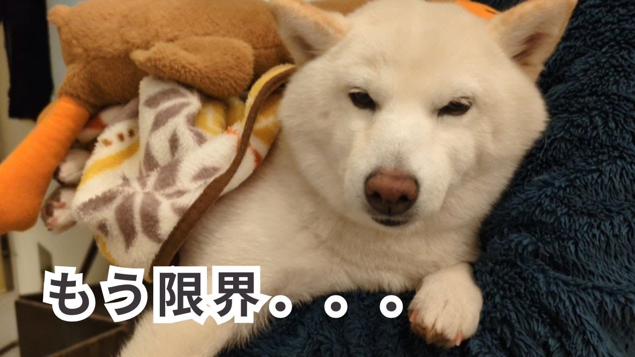 【もう限界…】眠すぎてされるがままの夜｜Too Sleepy to Resist