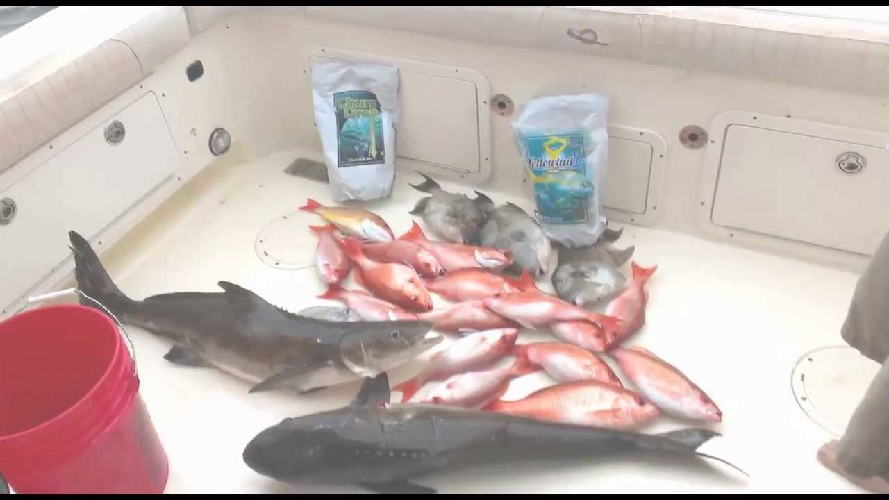 Chum Cloud Sinking Menhaden Oil