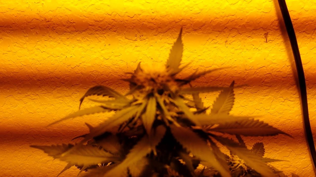 150 watt hps grow, day 36, auto blueberry