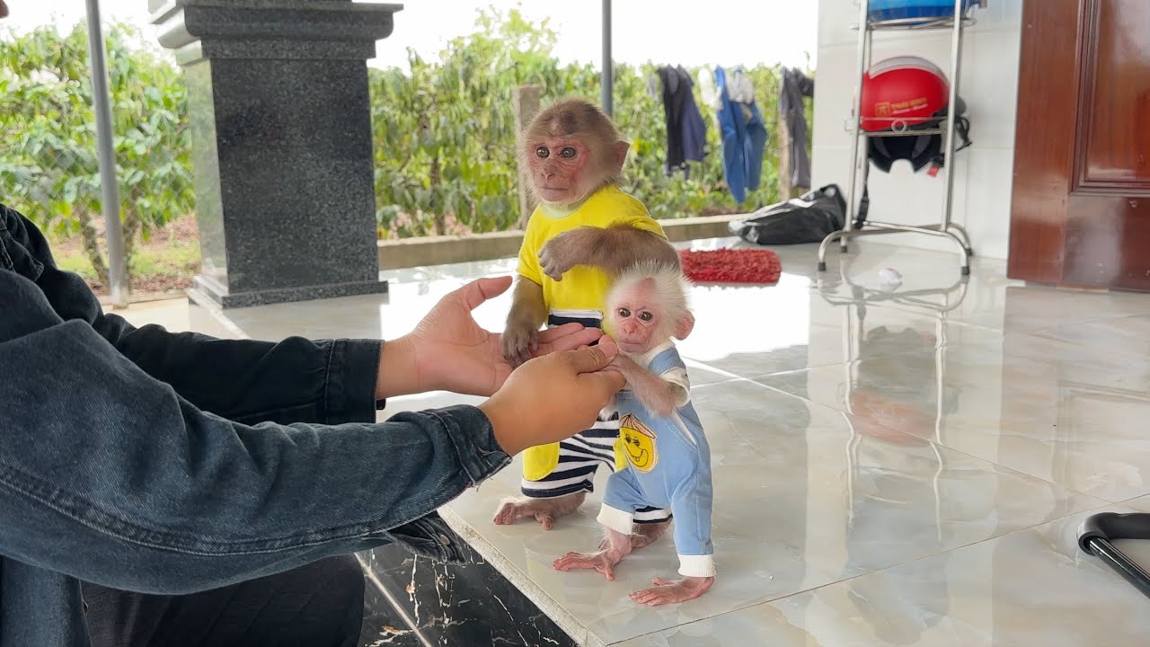 Monkey SinSin & ZiZi were suddenly happy when Dad came home earlier than expected