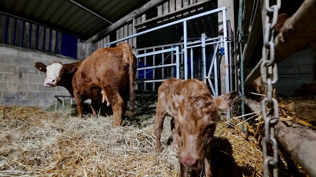 First Calf Arrives!