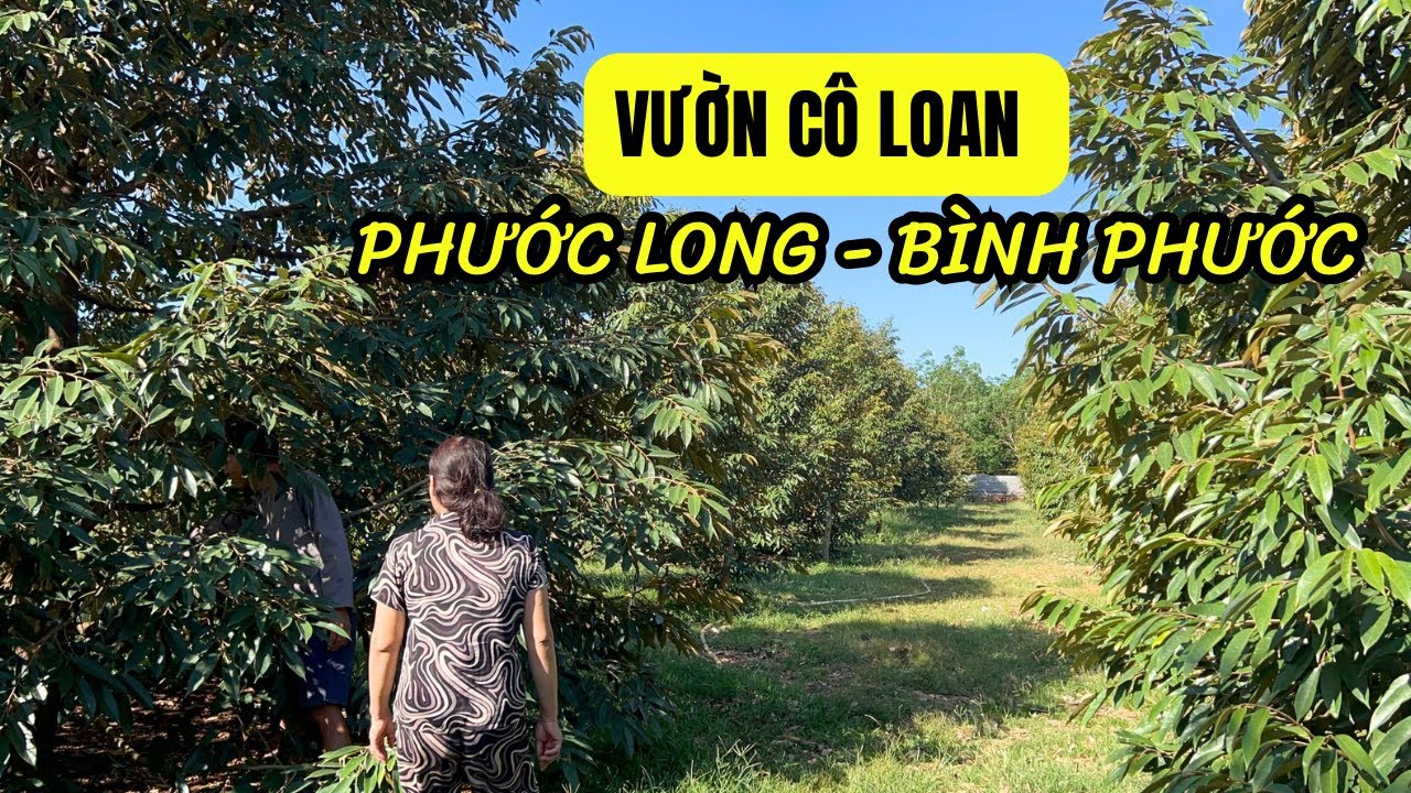 THAM QUAN VƯỜN SẦU RIÊNG Ở PHƯỚC LONG - BÌNH PHƯỚC