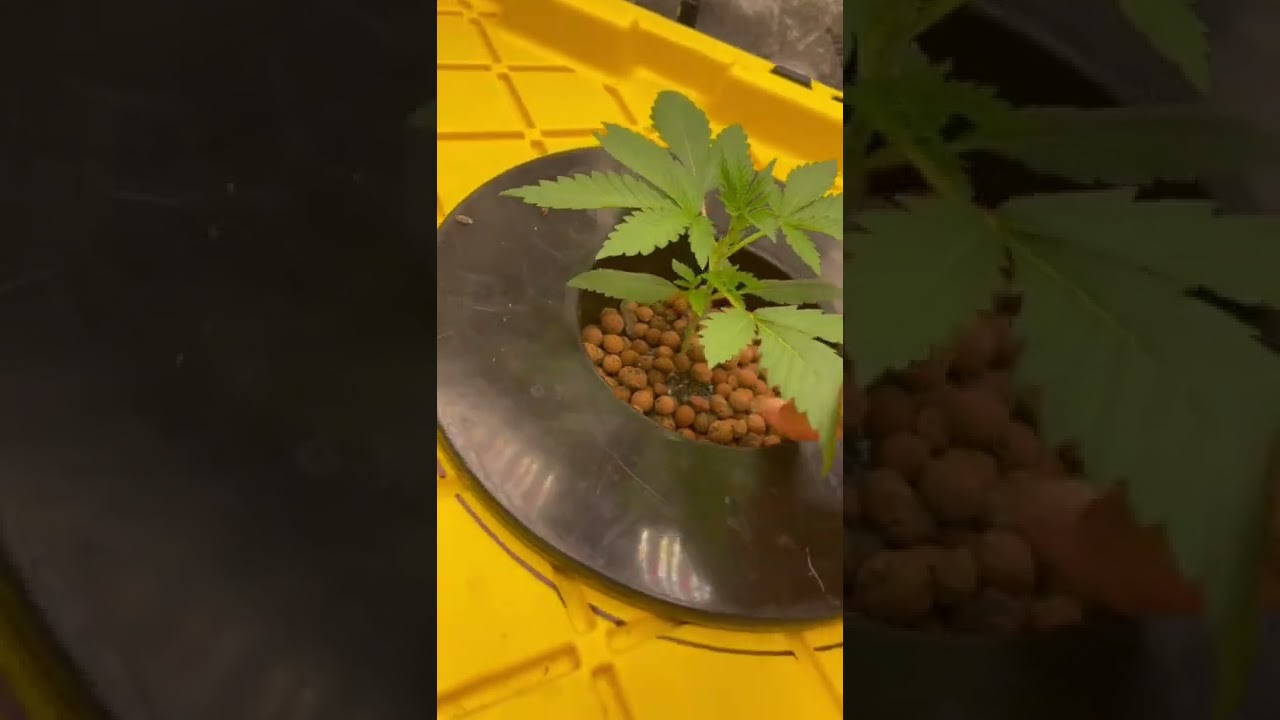 Cannabis plant indoor grown -  hydroponics grow - weed plant grown in water