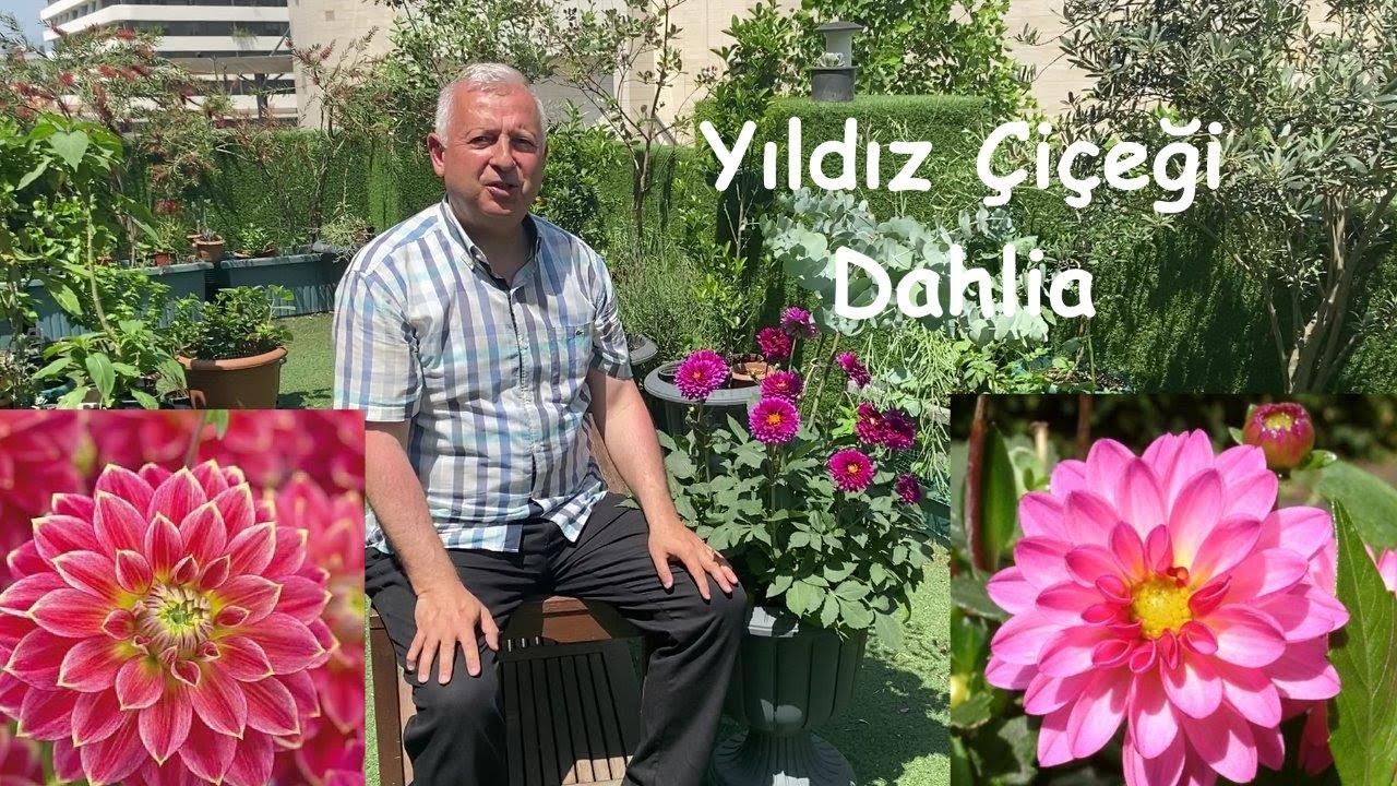 Yıldız Çiçeği, Dahlia