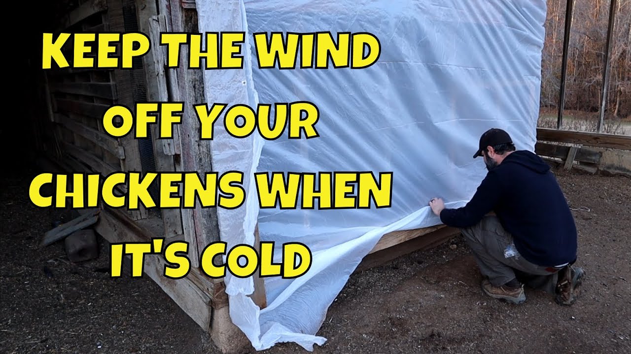 How I Winterize my Chicken Coops in Tennessee