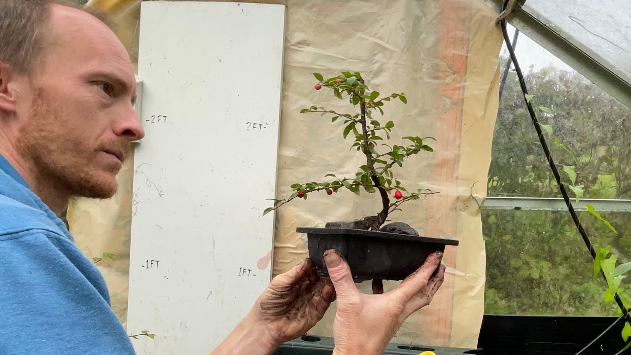 Cotoneaster Bonsai from rooted Cuttings