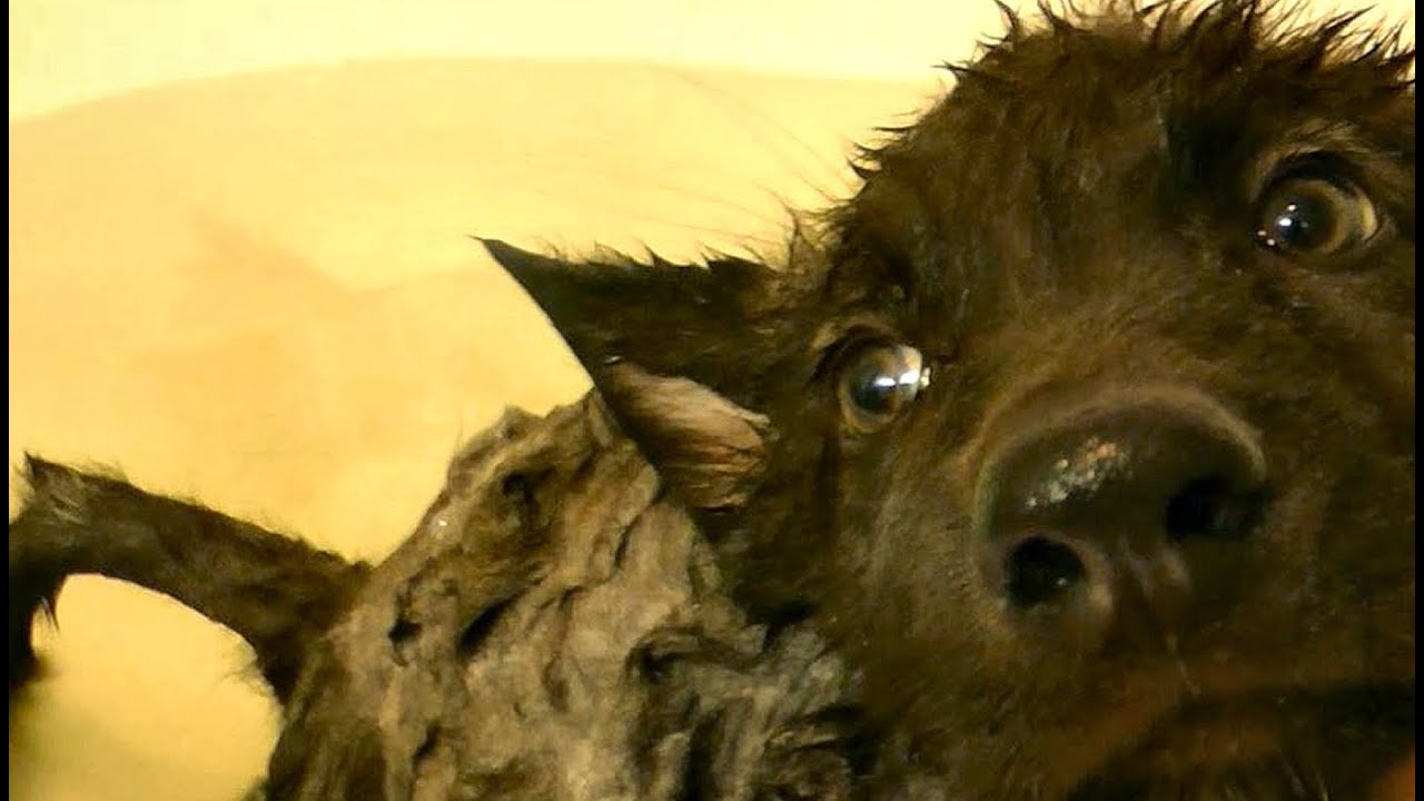 I GOT A WOLF! -- Wolf Puppy Stays in Hotel! - MEET LORNE