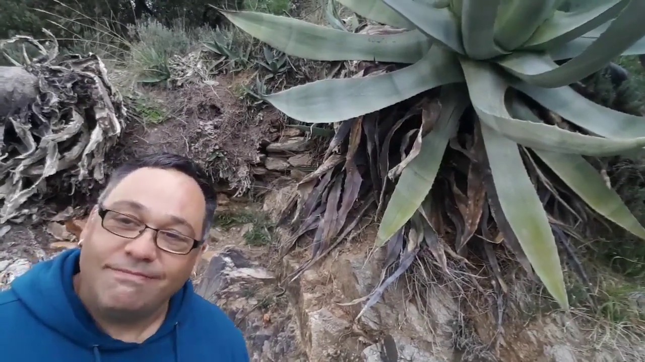 Agave - o plantă a trecutului și a viitorului
