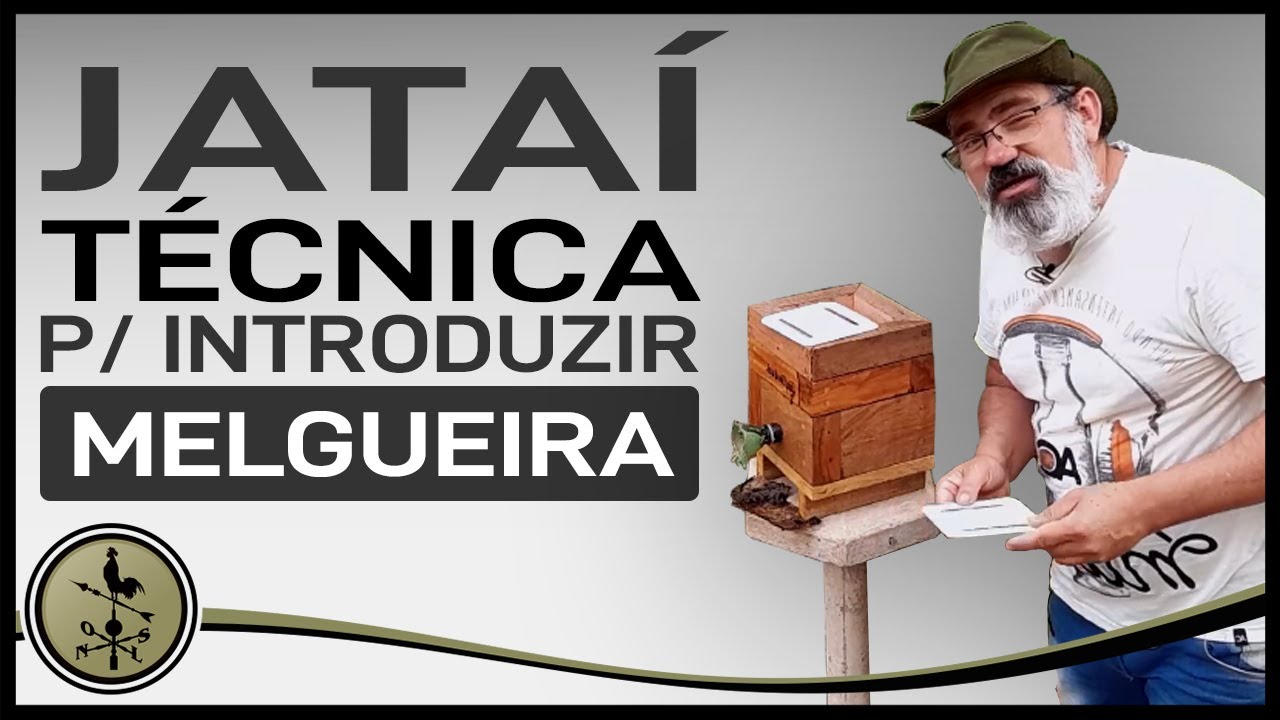 Como fazer para a abelha jatai aceitar a melgueira.