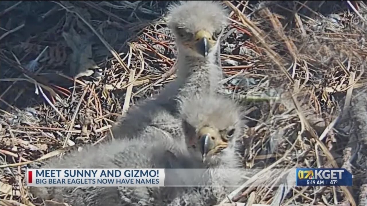 Big Bear Eaglets have names: Meet Sunny and Gizmo