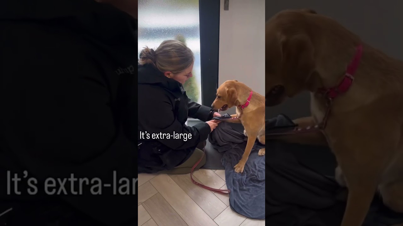 Upgrade to our Luxury Dog Towel ✨