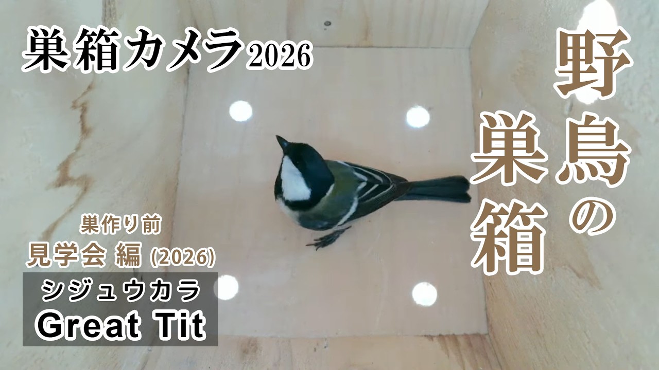 シジュウカラの巣箱(巣箱カメラ) 野鳥 Japanese tit bird nest box live streaming from Japan 2026/02/25