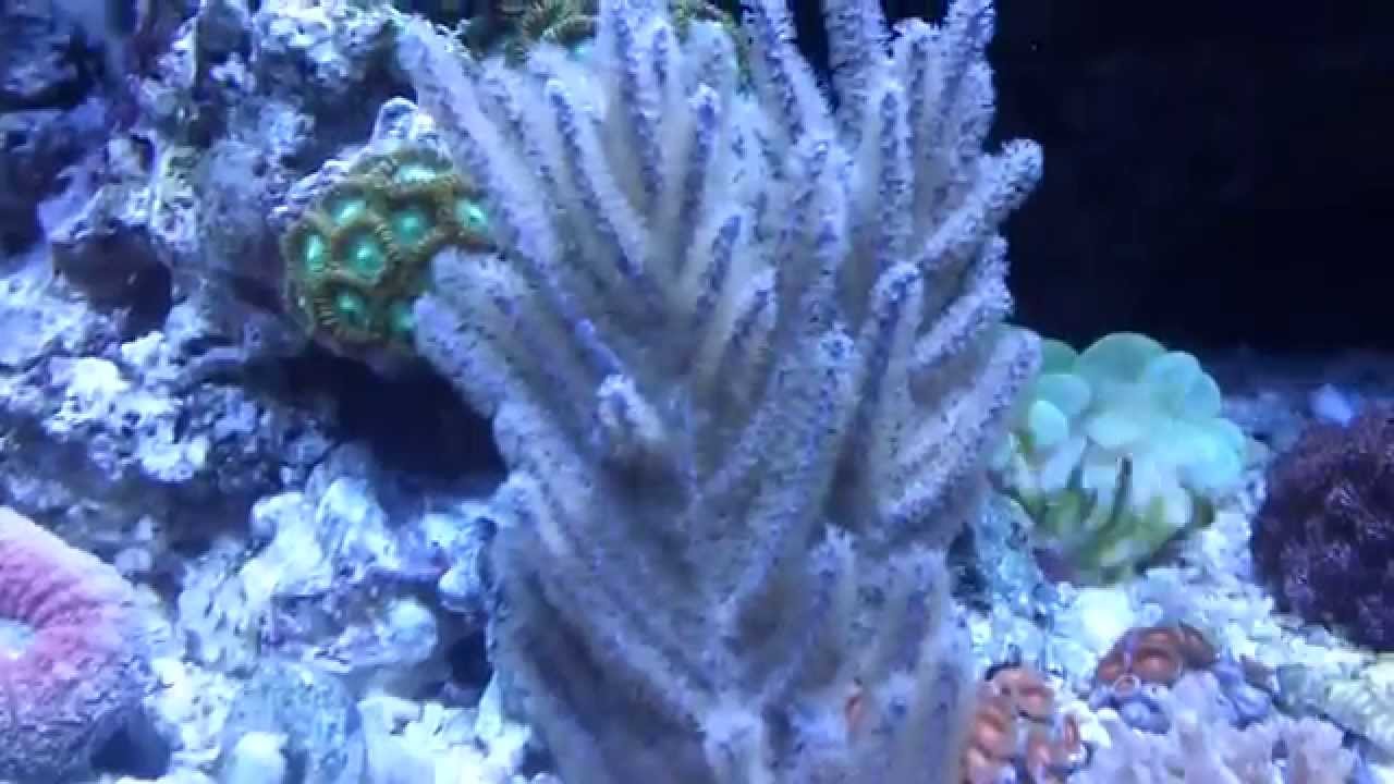 Gorgonians (Purple Bush)