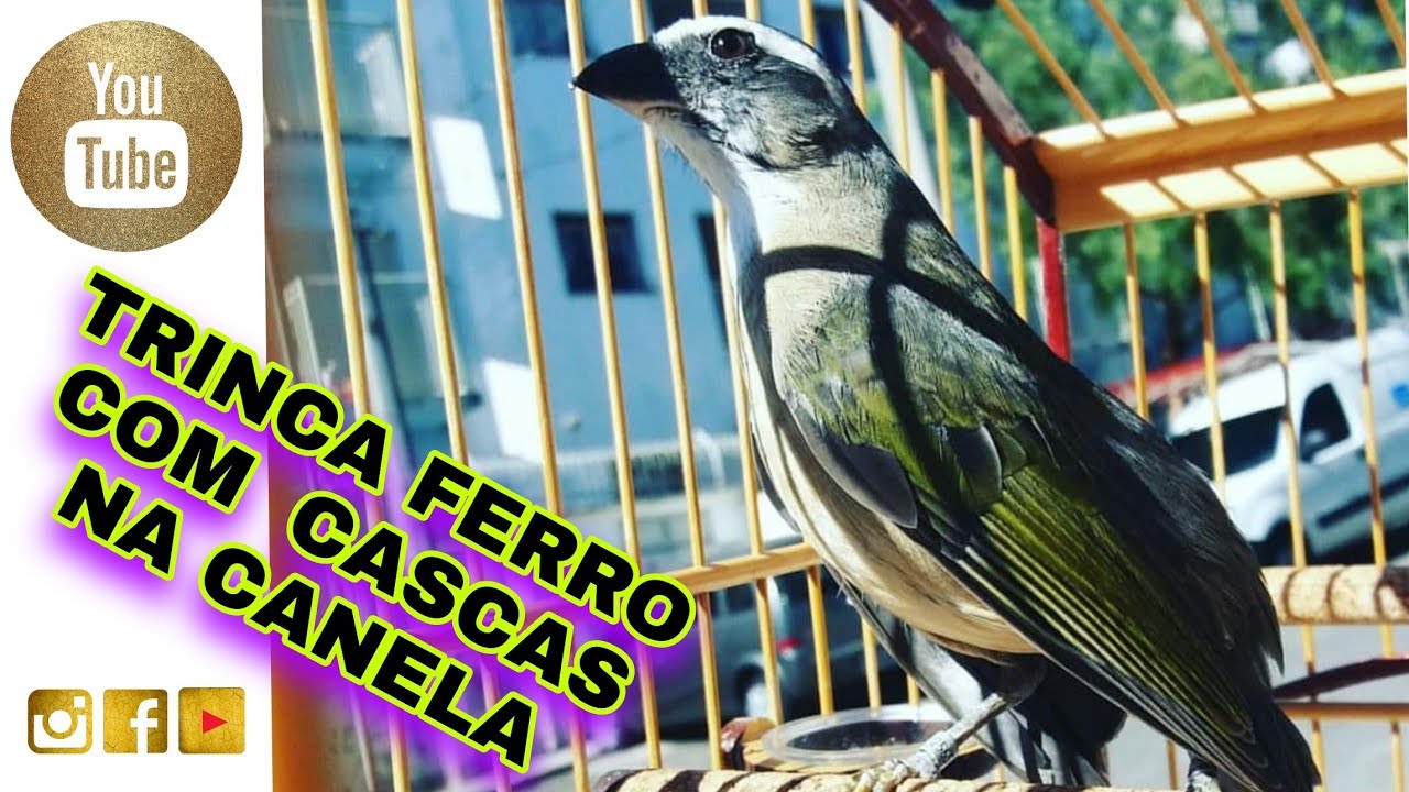 ✅ TRINCA  FERRO COM CASCAS NA CANELA ou PATAS