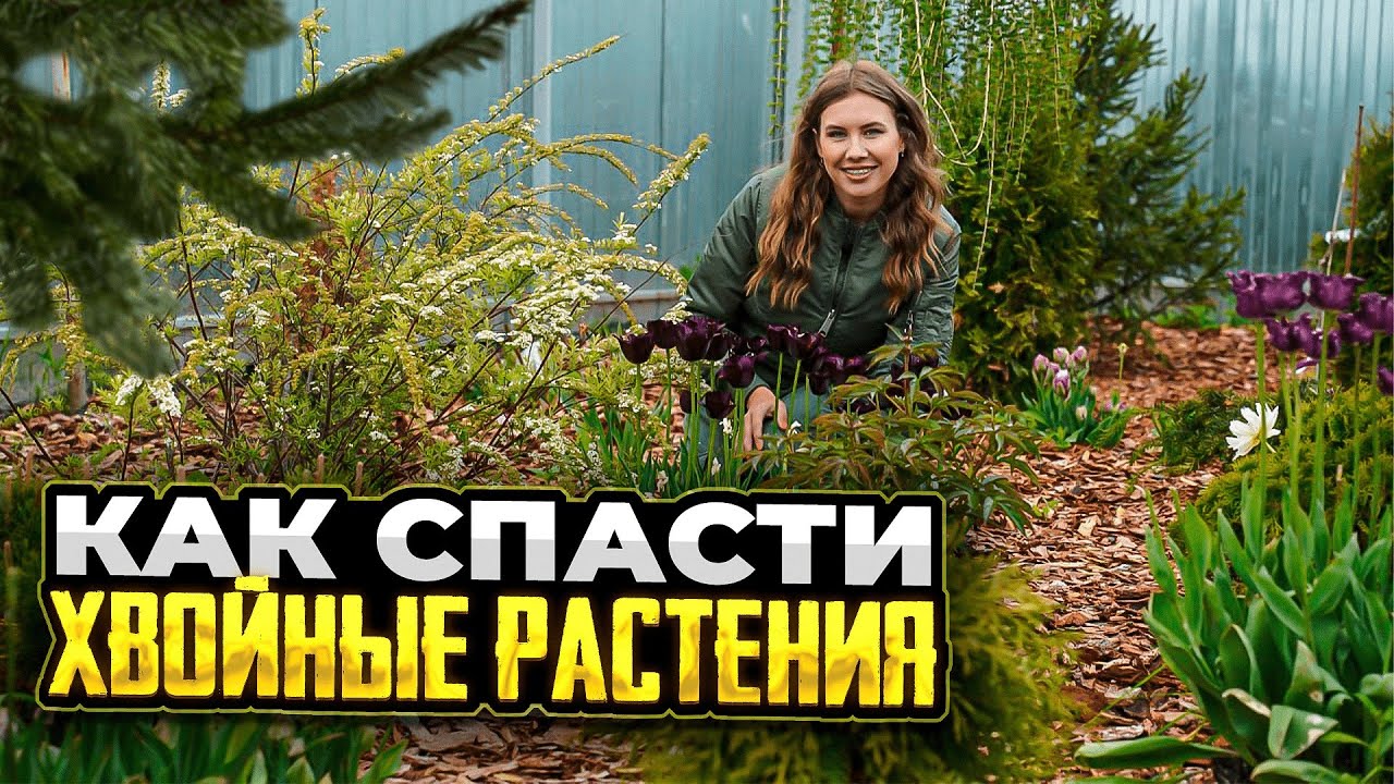 КАК ВОССТАНОВИТЬ ХВОЙНЫЕ | Опрыскайте этим хвойные от болезней и пожелтения хвои | Как и чем удобряю