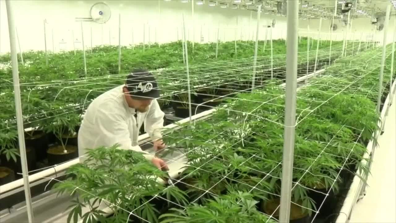 New petition aims to get marijuana legalization on Florida's 2026 ballot