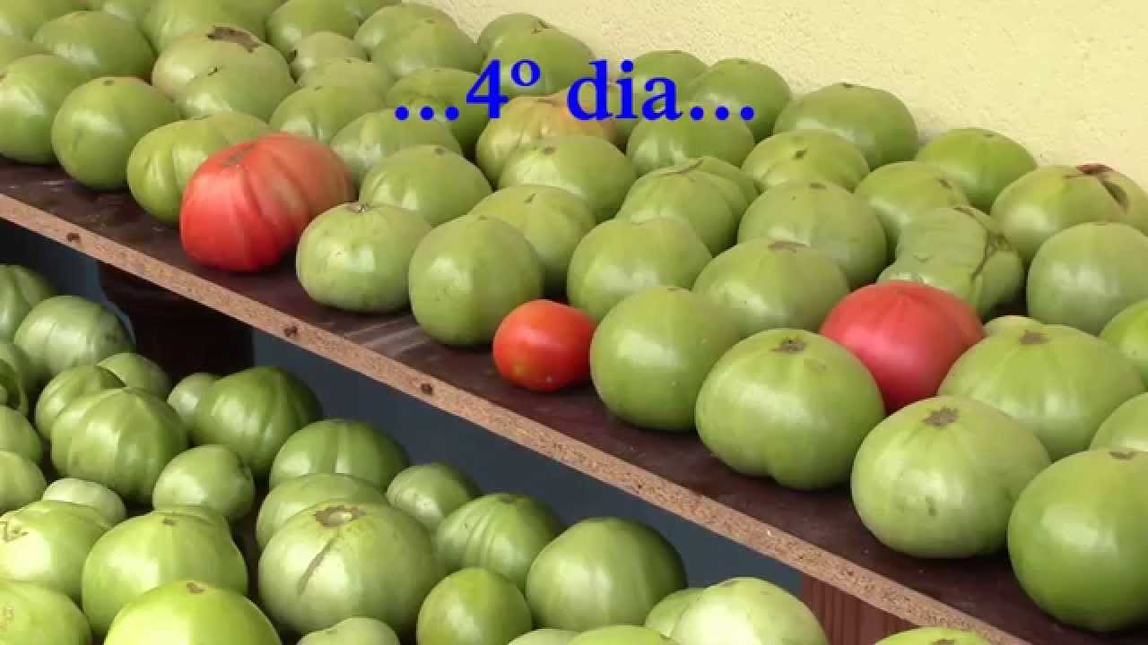 madurando tomates a la fuerza