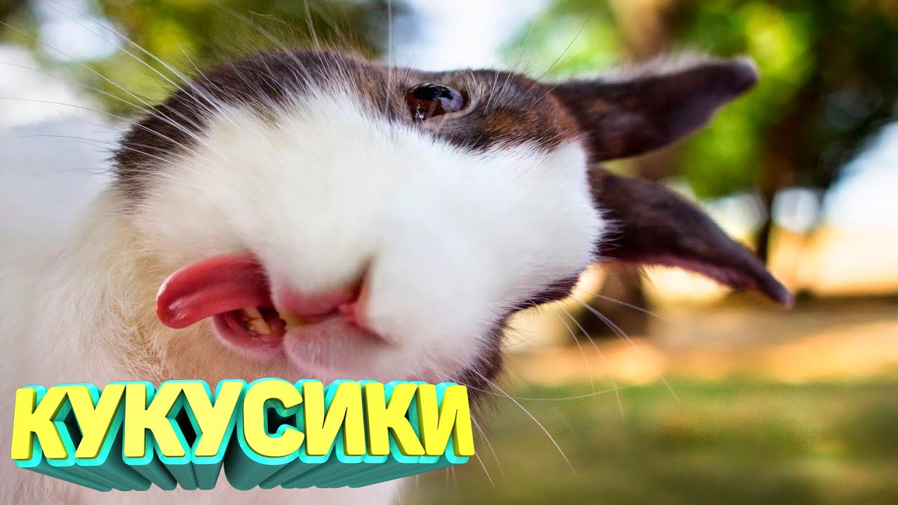 ЛУЧШИЕ ПРИКОЛЫ 2024 угар до слез тест на психику мемы смешные видео попробуй не засмеяться coub #56