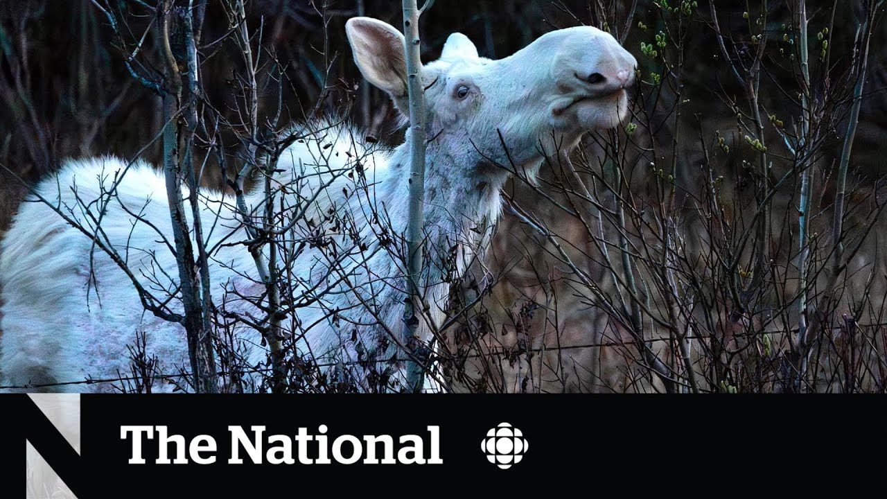 #TheMoment a rare white spirit moose was spotted in Alberta