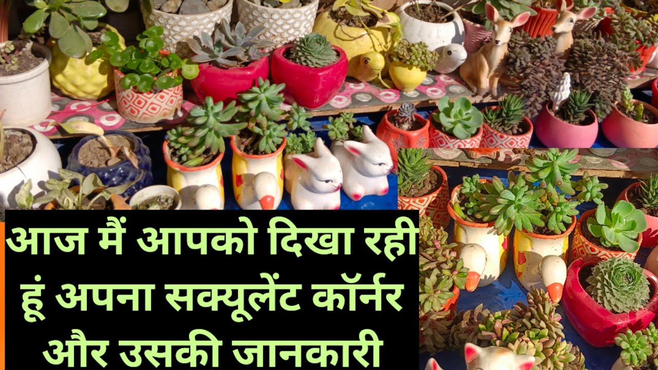आज मैं आपको दिख रही हूं अपना सक्यूलेंट कॉर्नर  और उसकी जानकारी