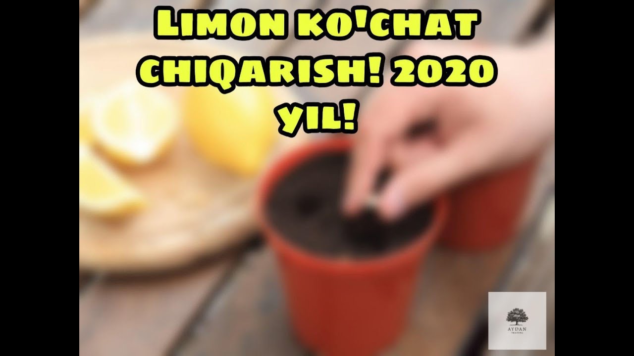 Лимон данагидан кучат олиш! Уй шароитида. Майер лимончилик