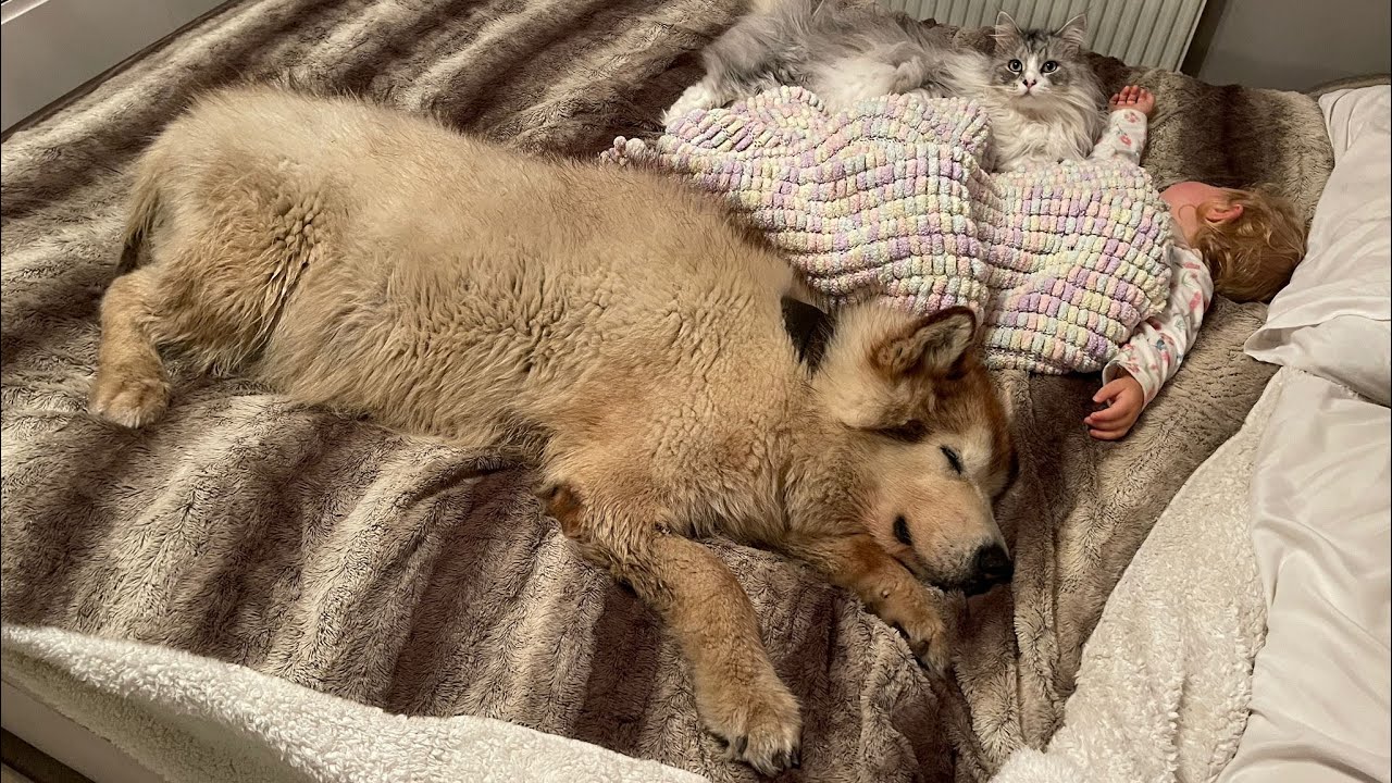 Baby Wont Sleep Without Her Pets And They REFUSE To Leave Her!! (Cutest Ever!!)
