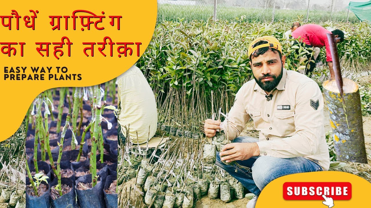 Guava Grafting Best Time? अमरूद में ग्राफ़्टिंग कैसे होती है!
