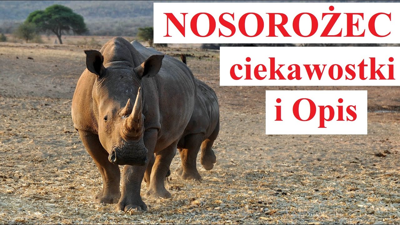 NOSOROŻEC - Ciekawostki i Opis