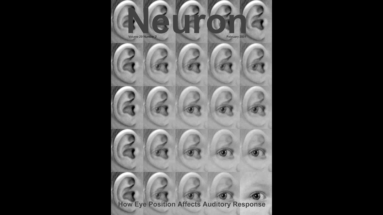Connecting visual and auditory space in the brain
