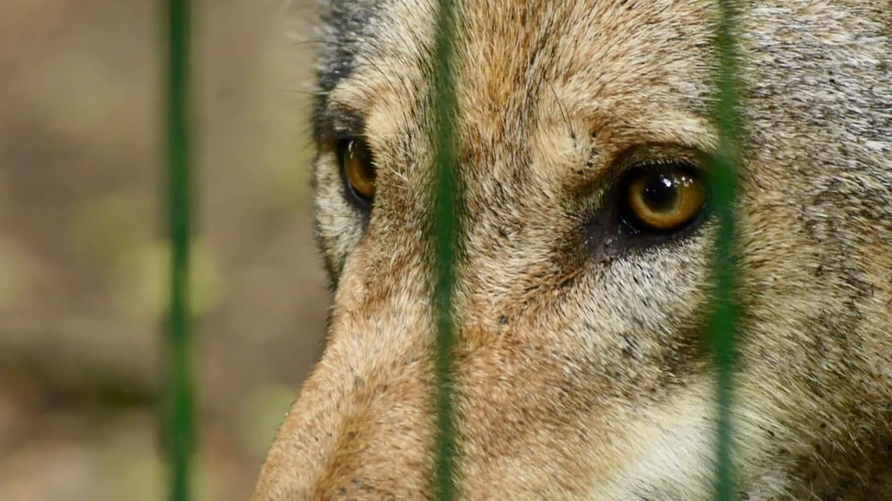 Wolfcenter Dörverden mit Fütterung der Wölfe, Panasonic G6, Tokina SD 70-210mm 1:4-5,6
