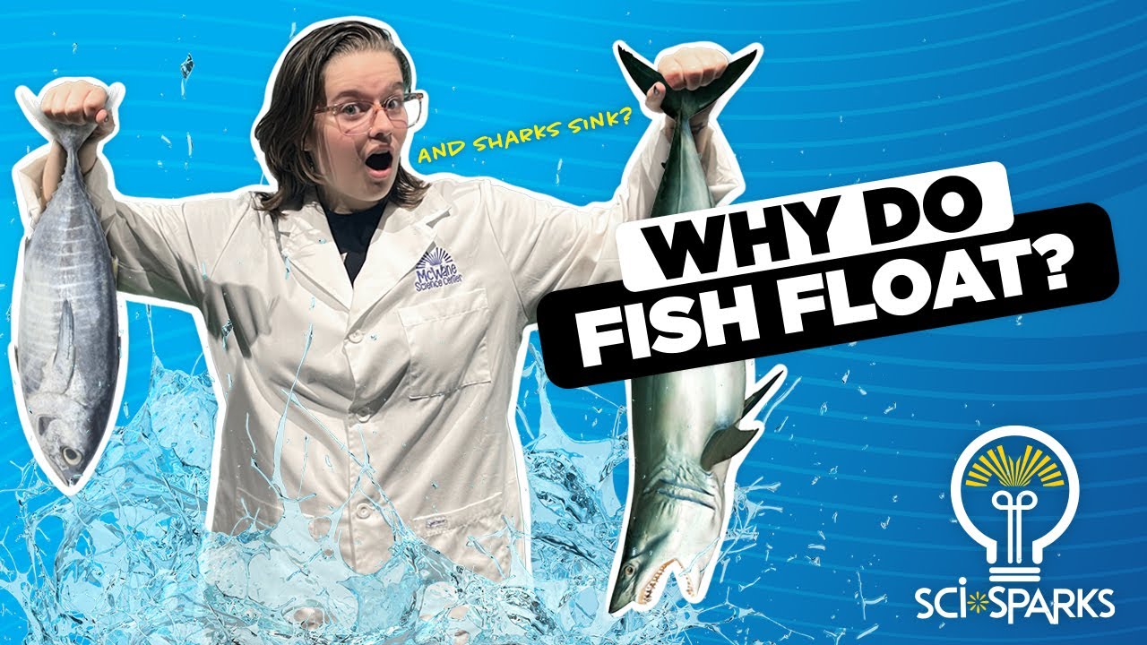 The Secret Behind Shark Buoyancy 🦈 | Sci Sparks