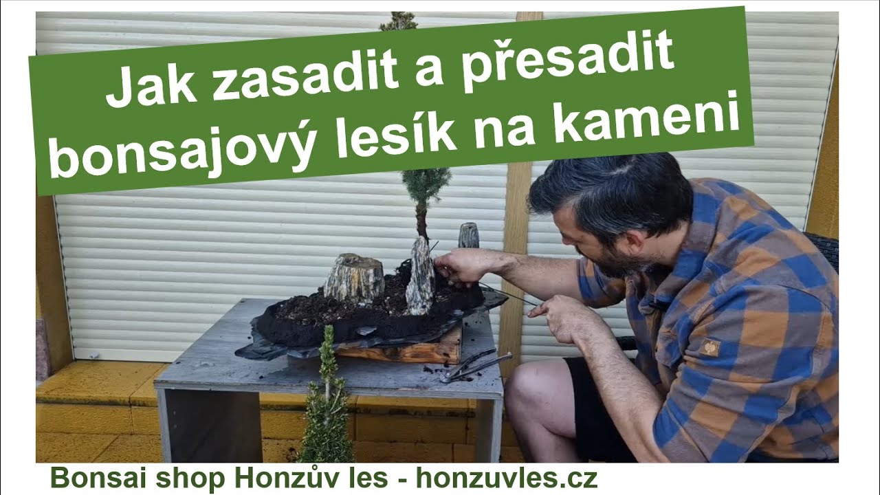 Jak zasadit a přesadit bonsajový lesík na kameni